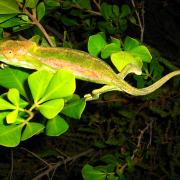 Cape Dwarf Chameleon
